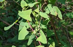 Persicaria perfoliata