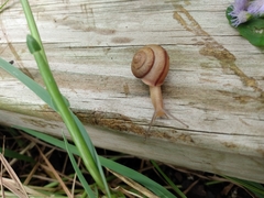 Bradybaena similaris