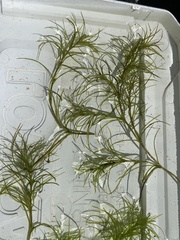 Najas flexilis