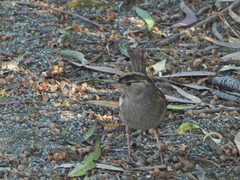 Zonotrichia atricapilla
