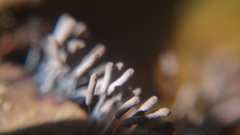 Stemonitopsis typhina