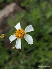 Bidens odorata