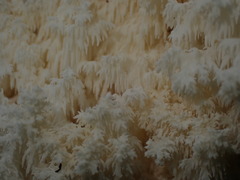 Hericium coralloides
