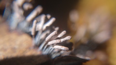 Stemonitopsis typhina