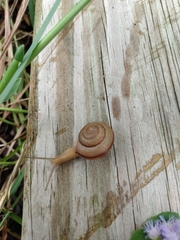 Bradybaena similaris