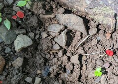 Sarcoscypha occidentalis