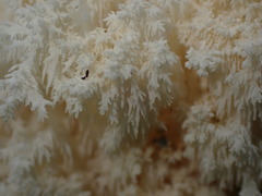 Hericium coralloides