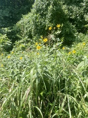 Helianthus hirsutus