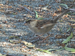 Zonotrichia atricapilla