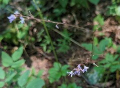 Hylodesmum nudiflorum