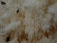 Hericium coralloides