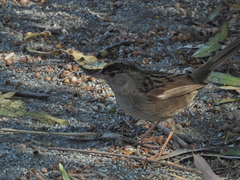 Zonotrichia atricapilla