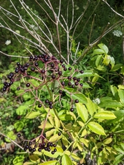 Sambucus