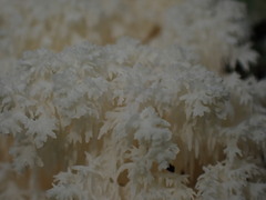Hericium coralloides