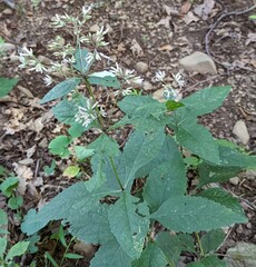 Eutrochium purpureum