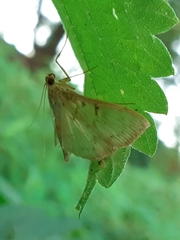 Patania ruralis