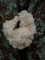 Hericium coralloides