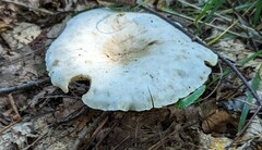 Lactifluus piperatus