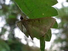 Patania ruralis