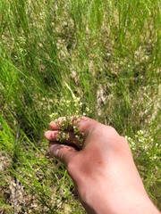 Eremogone longifolia