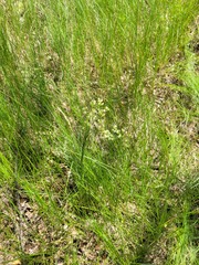 Eremogone longifolia