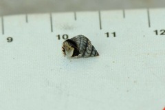 Echinolittorina aspera