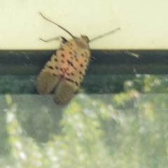 Lycorma delicatula