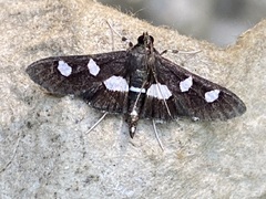 Desmia funeralis