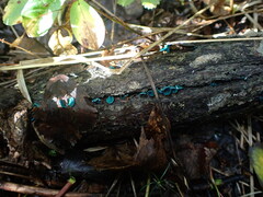 Chlorociboria aeruginascens