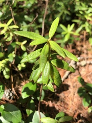Rhododendron groenlandicum