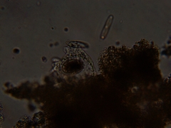 Amoebidae