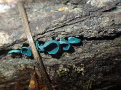 Chlorociboria aeruginascens