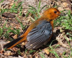 Cossypha natalensis natalensis