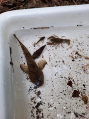 Cottus