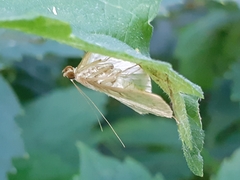 Patania ruralis