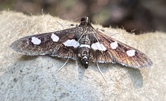 Desmia funeralis