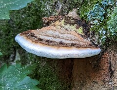 Ganoderma applanatum