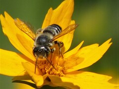 Megachile