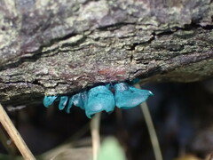 Chlorociboria aeruginascens