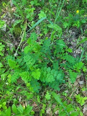 Astragalus glycyphyllos