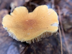 Cystoderma amianthinum