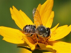 Megachile
