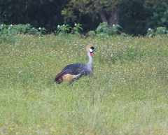Balearica regulorum regulorum
