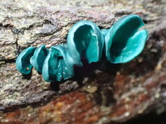 Chlorociboria aeruginascens