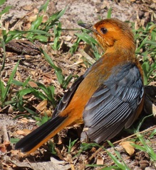 Cossypha natalensis natalensis
