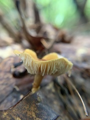 Cystoderma amianthinum