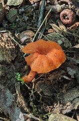 Craterellus ignicolor