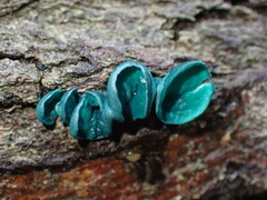 Chlorociboria aeruginascens