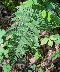 Dryopteris marginalis