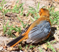 Cossypha natalensis natalensis